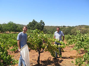 美國發現葡萄紅斑病毒傳播載體