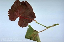 美國發現葡萄紅斑病毒傳播載體